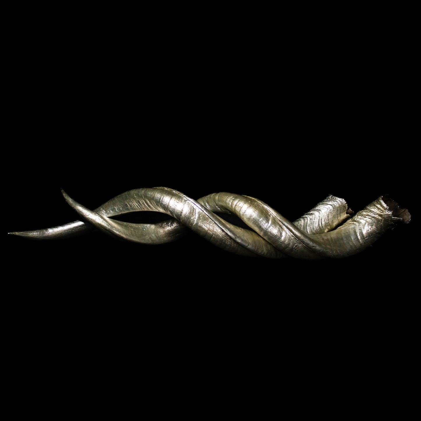 Kudu Horn adorned with silver leaf